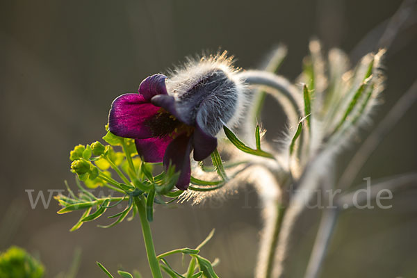 Wiesen-Kuhschelle (Pulsatilla pratensis)