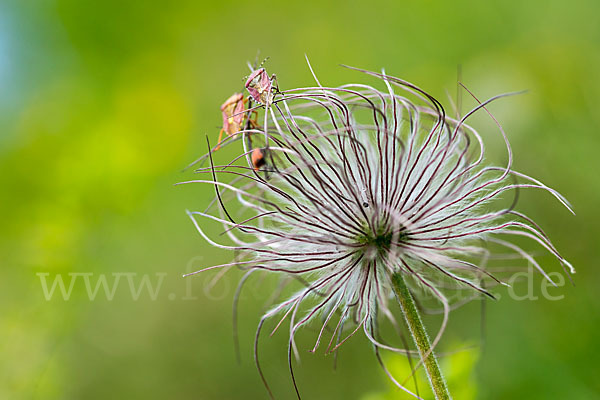 Wiesen-Kuhschelle (Pulsatilla pratensis)