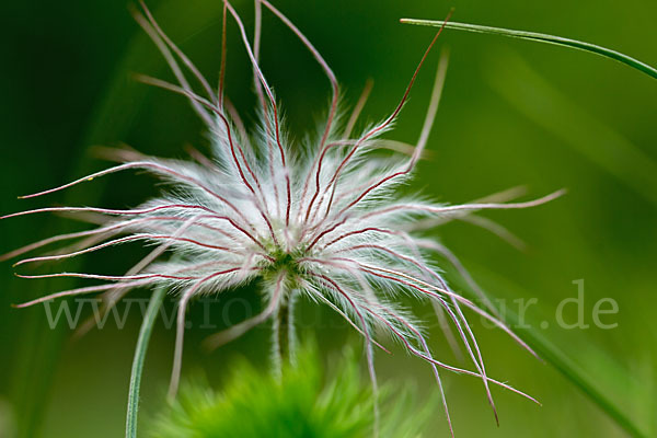 Wiesen-Kuhschelle (Pulsatilla pratensis)