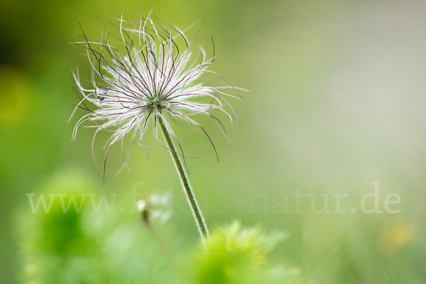 Wiesen-Kuhschelle (Pulsatilla pratensis)