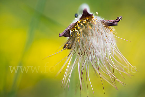 Wiesen-Kuhschelle (Pulsatilla pratensis)