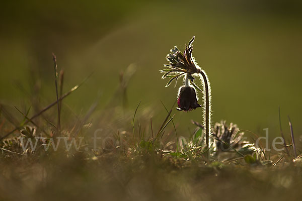 Wiesen-Kuhschelle (Pulsatilla pratensis)