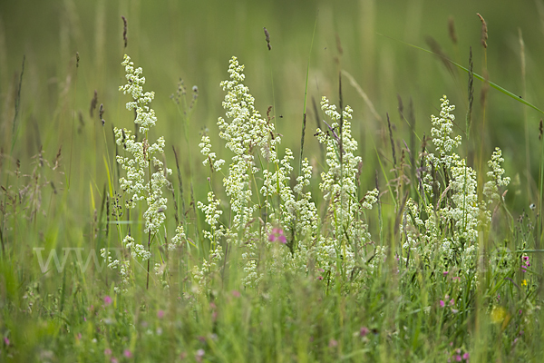 Wiesen-Labkraut (Galium mollugo)