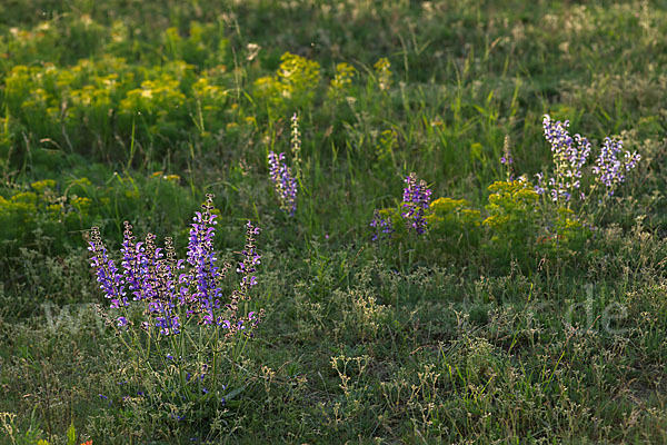 Wiesen-Salbei (Salvia pratensis)