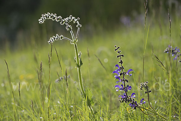 Wiesen-Salbei (Salvia pratensis)