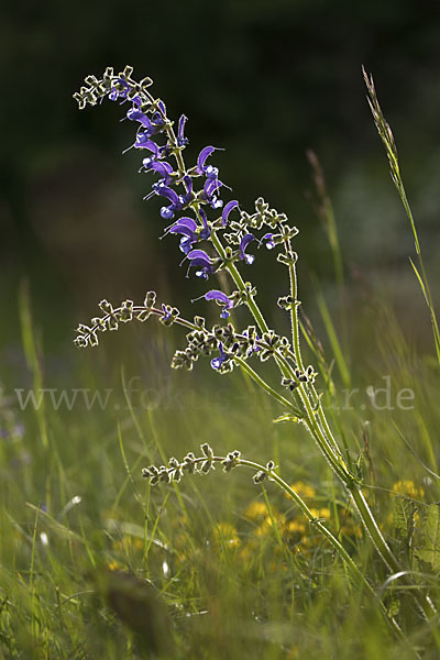 Wiesen-Salbei (Salvia pratensis)