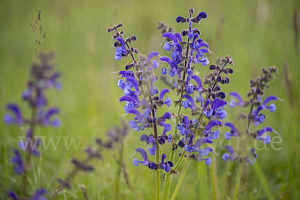 Wiesen-Salbei (Salvia pratensis)