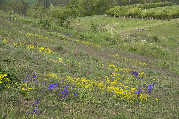 Wiesen-Salbei (Salvia pratensis)