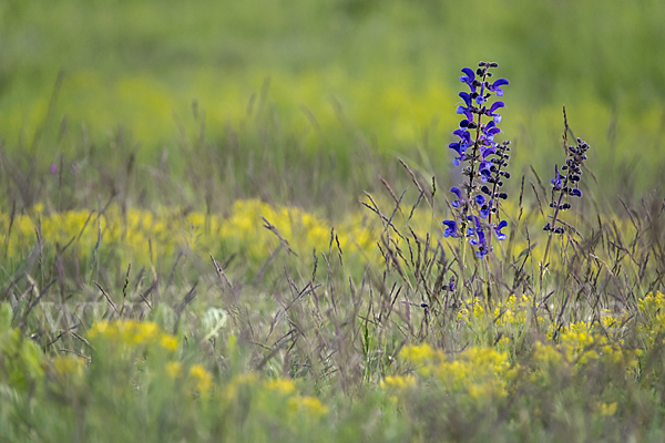 Wiesen-Salbei (Salvia pratensis)