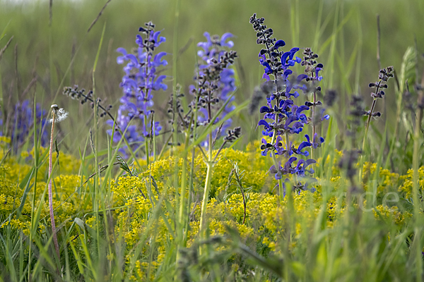 Wiesen-Salbei (Salvia pratensis)