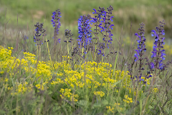 Wiesen-Salbei (Salvia pratensis)