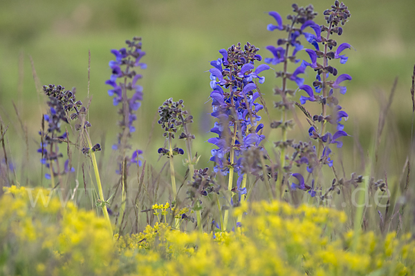 Wiesen-Salbei (Salvia pratensis)