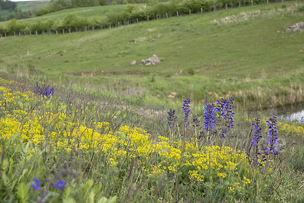 Wiesen-Salbei (Salvia pratensis)