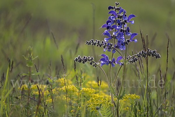 Wiesen-Salbei (Salvia pratensis)