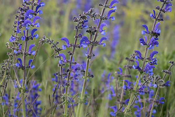 Wiesen-Salbei (Salvia pratensis)