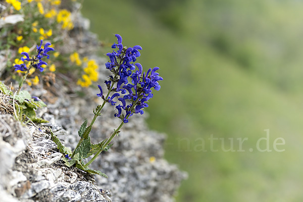 Wiesen-Salbei (Salvia pratensis)