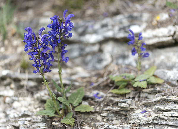 Wiesen-Salbei (Salvia pratensis)