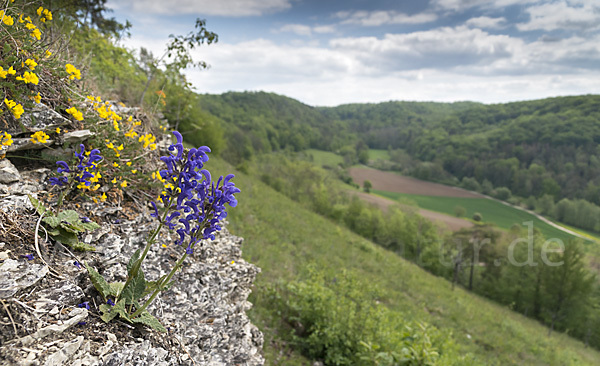 Wiesen-Salbei (Salvia pratensis)