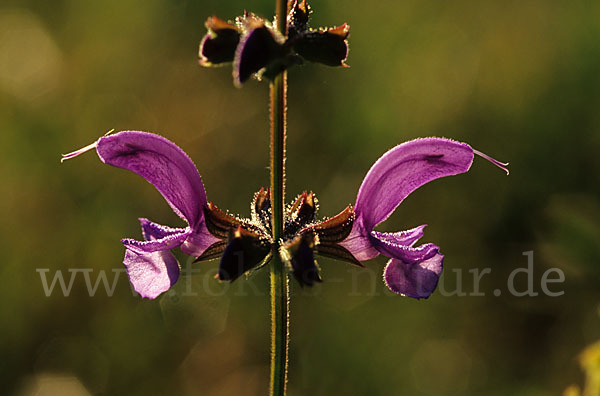 Wiesen-Salbei (Salvia pratensis)