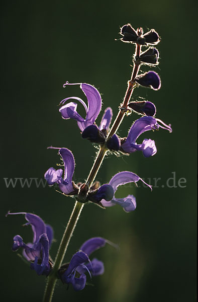 Wiesen-Salbei (Salvia pratensis)