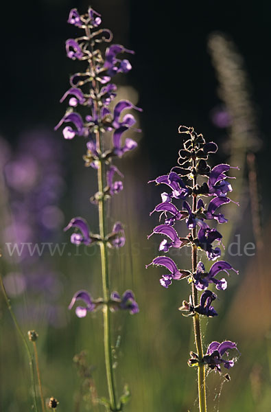 Wiesen-Salbei (Salvia pratensis)