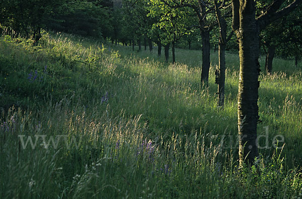 Wiesen-Salbei (Salvia pratensis)