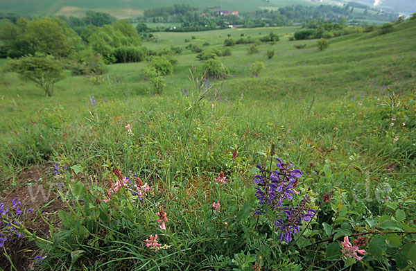 Wiesen-Salbei (Salvia pratensis)