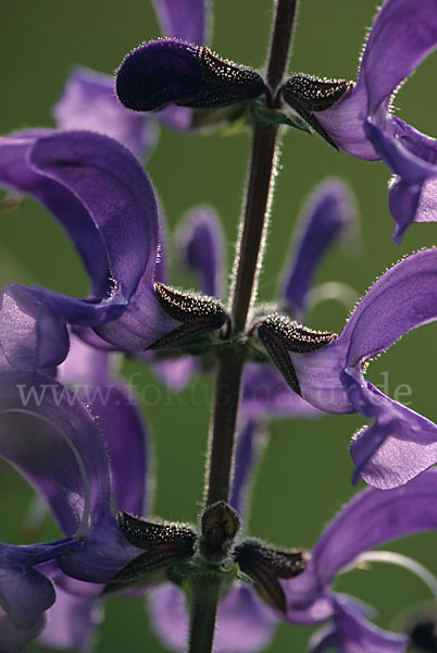 Wiesen-Salbei (Salvia pratensis)