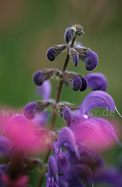 Wiesen-Salbei (Salvia pratensis)