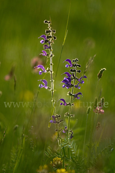 Wiesen-Salbei (Salvia pratensis)