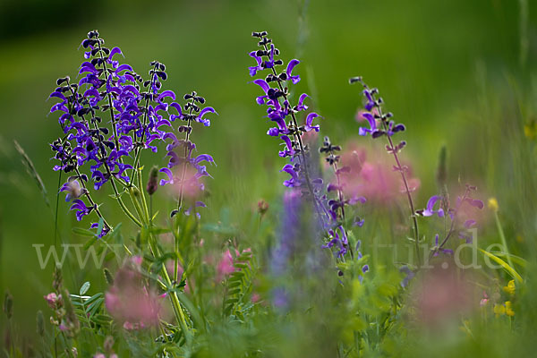 Wiesen-Salbei (Salvia pratensis)