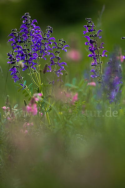 Wiesen-Salbei (Salvia pratensis)