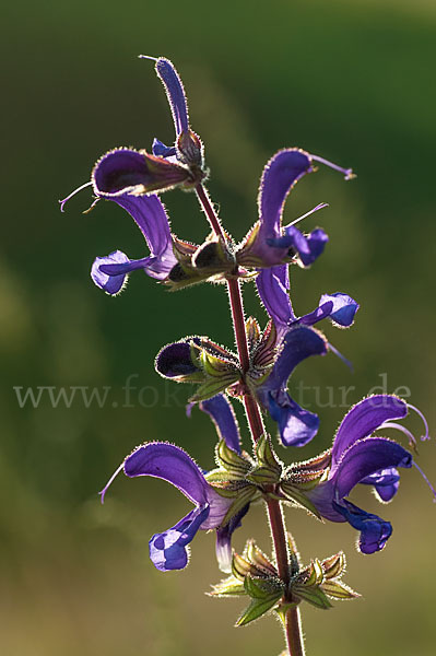 Wiesen-Salbei (Salvia pratensis)