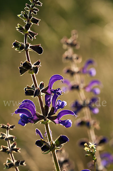 Wiesen-Salbei (Salvia pratensis)