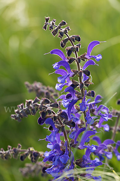 Wiesen-Salbei (Salvia pratensis)