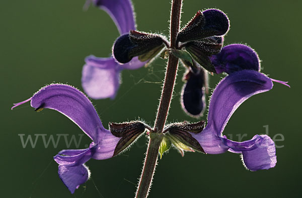 Wiesen-Salbei (Salvia pratensis)