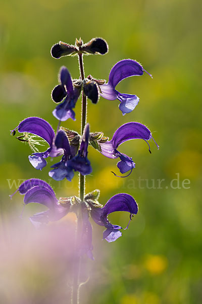 Wiesen-Salbei (Salvia pratensis)