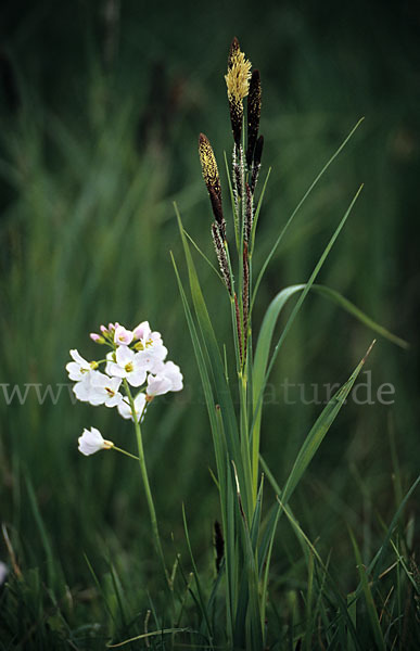 Wiesen-Schaumkraut (Cardamine pratensis)