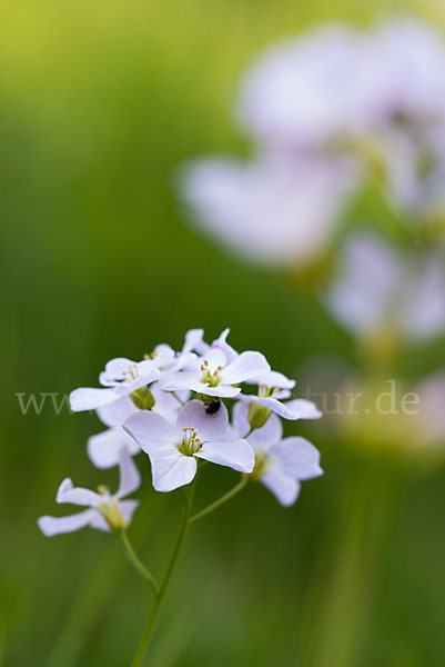 Wiesen-Schaumkraut (Cardamine pratensis)