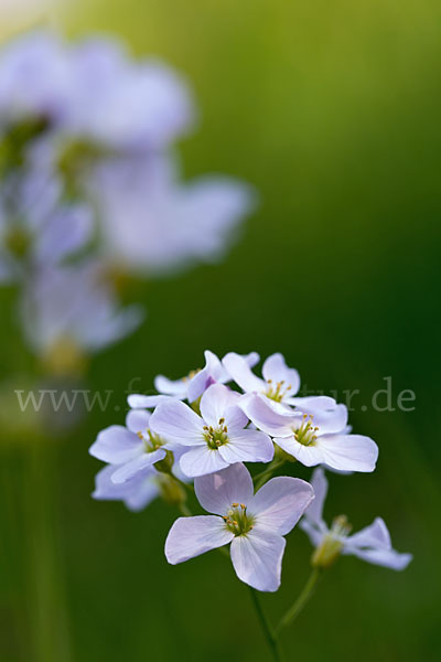 Wiesen-Schaumkraut (Cardamine pratensis)