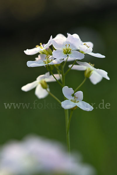 Wiesen-Schaumkraut (Cardamine pratensis)