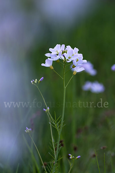 Wiesen-Schaumkraut (Cardamine pratensis)