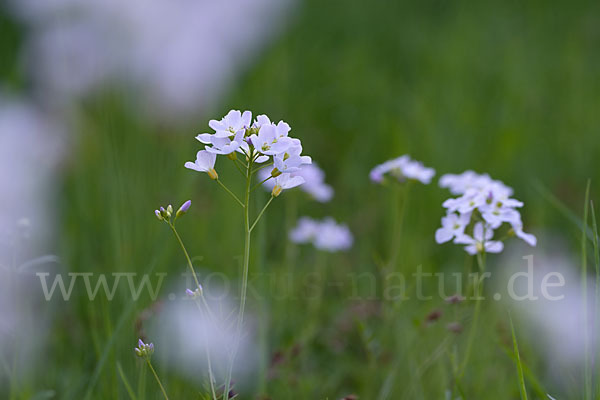 Wiesen-Schaumkraut (Cardamine pratensis)