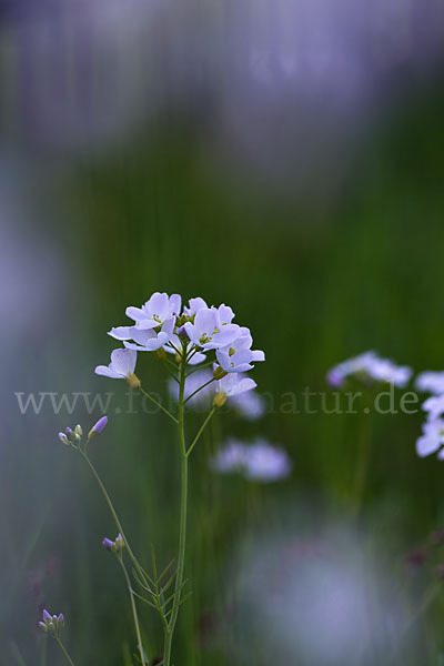 Wiesen-Schaumkraut (Cardamine pratensis)