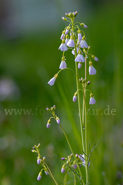 Wiesen-Schaumkraut (Cardamine pratensis)