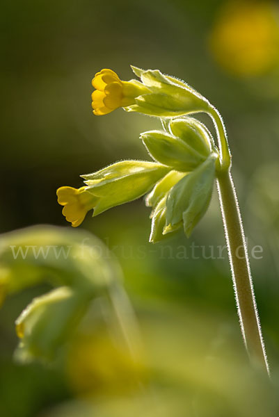 Wiesen-Schlüsselblume (Primula veris)