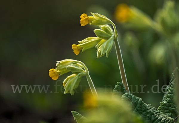 Wiesen-Schlüsselblume (Primula veris)