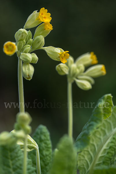 Wiesen-Schlüsselblume (Primula veris)