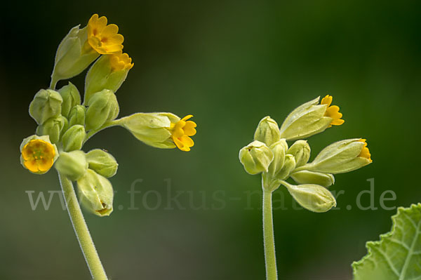 Wiesen-Schlüsselblume (Primula veris)