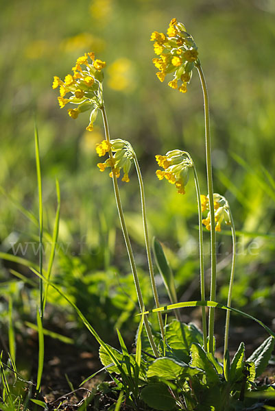 Wiesen-Schlüsselblume (Primula veris)